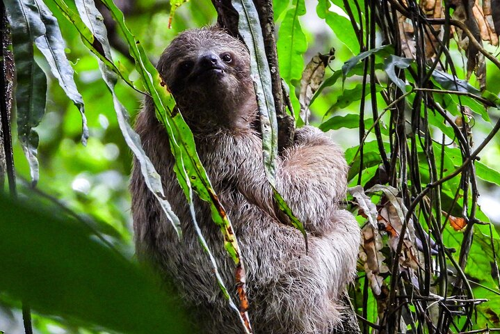 Guanacaste Rainforest Safari with Meal - Photo 1 of 25